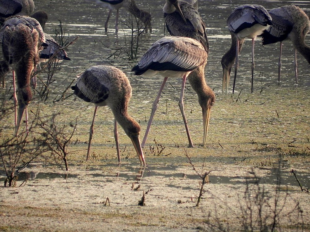 keoladeo-national-park-img